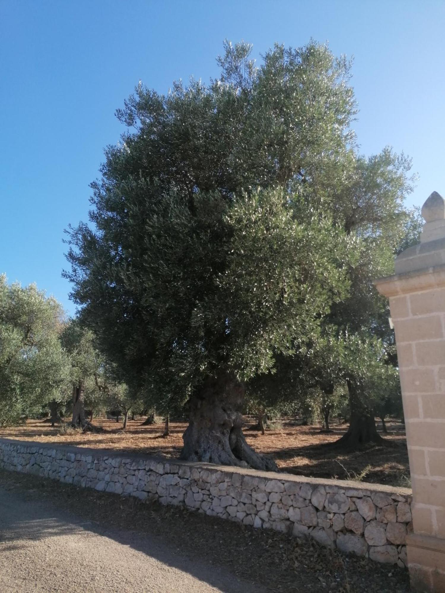 Masseria Le Betulle San Vito dei Normanni Exterior foto